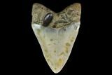 Fossil Megalodon Tooth - North Carolina #129959-1